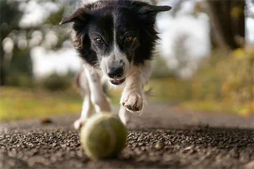 Can You Use Cat Flea and Tick Products on Dogs? The Truth Revealed