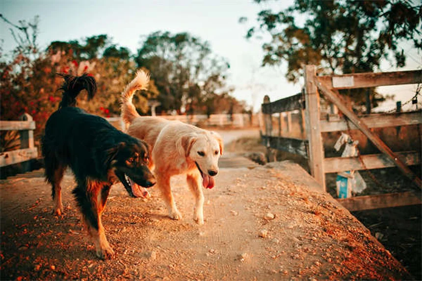 Can You Use Cat Flea and Tick Products on Dogs? The Truth Revealed
