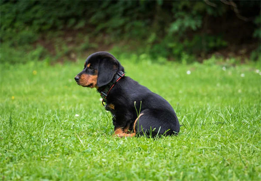 When Do Dogs Stop Growing? Puppy Growth Timeline Explained