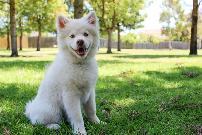 When Do Dogs Stop Growing? Puppy Growth Timeline Explained