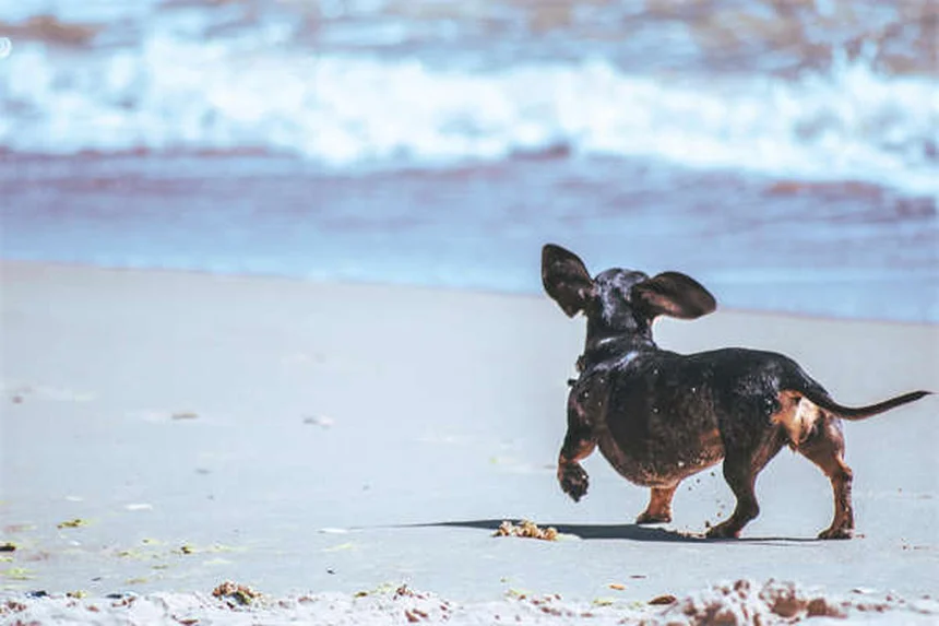 When Do Dogs Stop Growing? Puppy Growth Timeline Explained