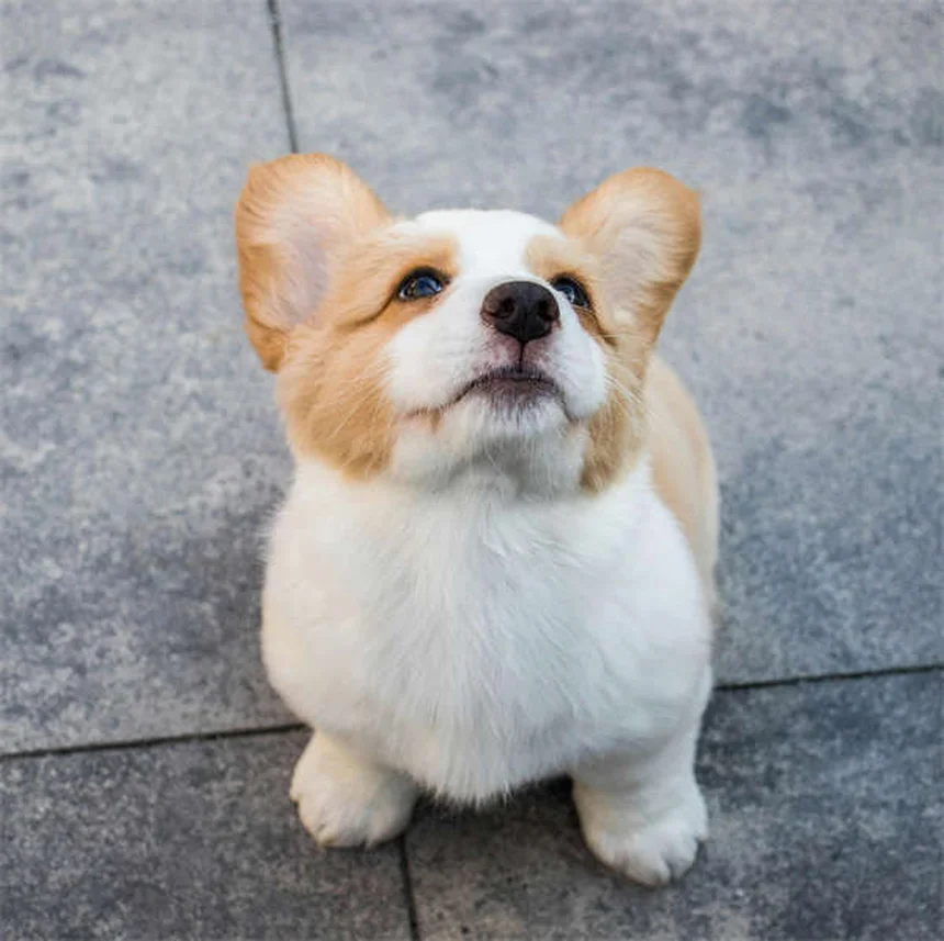 Heartworm Treatment for Dogs: A Complete Guide to Saving Your Pup