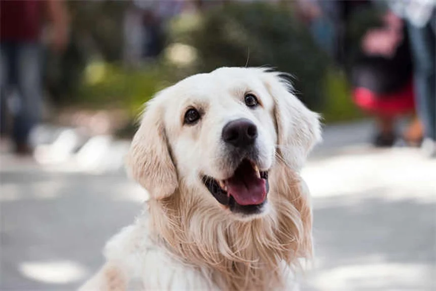Heartworm Treatment for Dogs: A Complete Guide to Saving Your Pup
