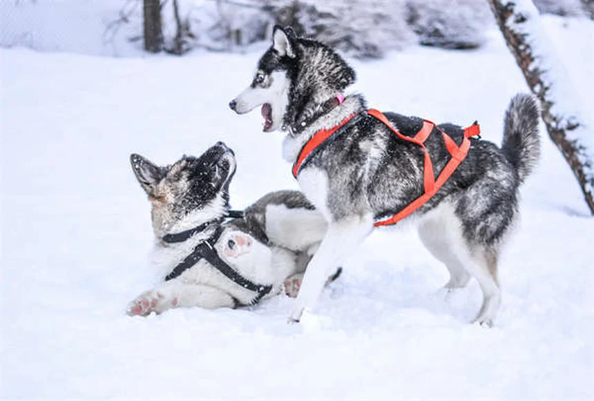 What to Feed a Dog With Diarrhea: Vet-Approved Tips