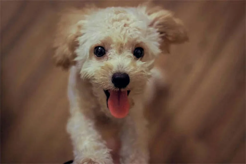 Why Do Dogs Growl? 5 Surprising Reasons & How to Respond