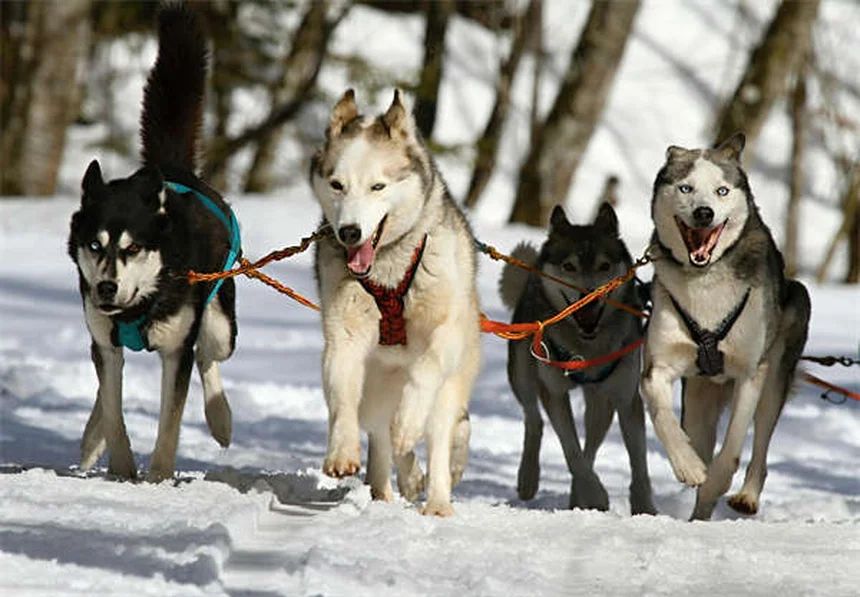 Why Do Dogs Growl? 5 Surprising Reasons & How to Respond