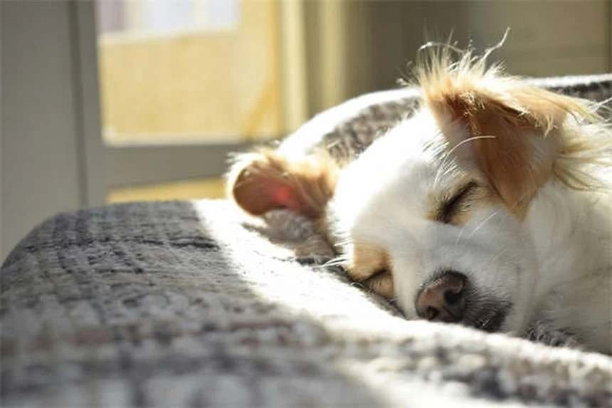 Why Do Dogs Growl? 5 Surprising Reasons & How to Respond