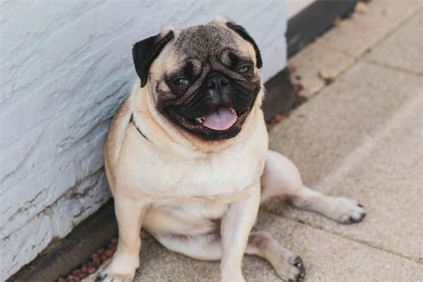 Flea Dips for Dogs: Safe Use & Effective Treatment Guide