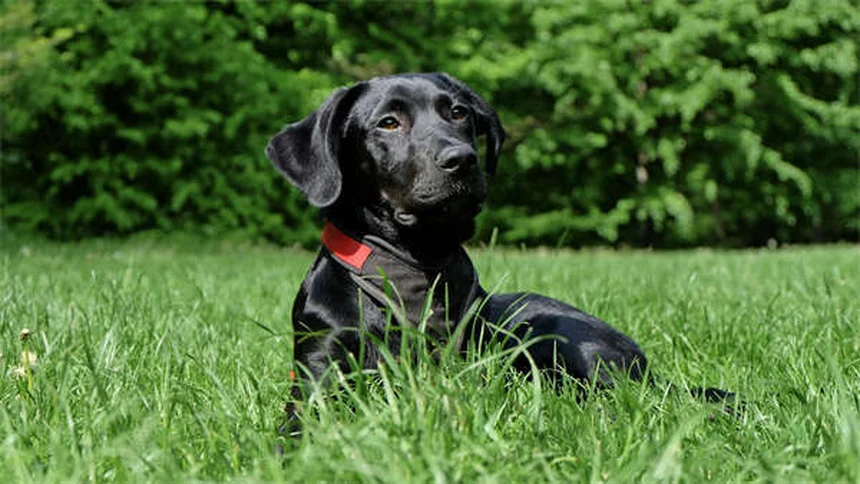Flea Dips for Dogs: Safe Use & Effective Treatment Guide