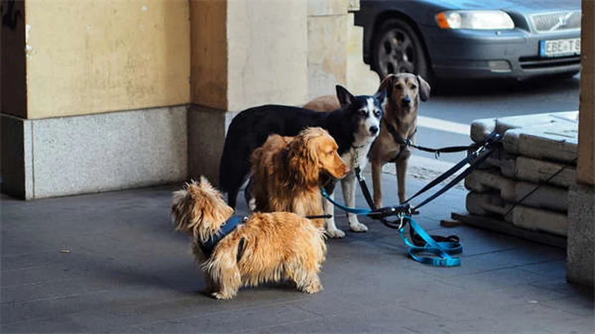 Flea Dips for Dogs: Safe Use & Effective Treatment Guide