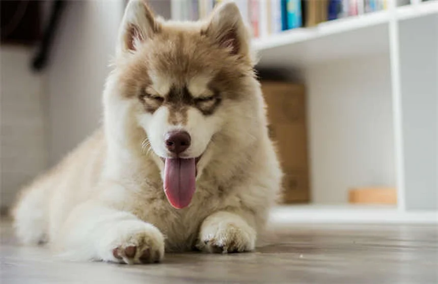 Senior Dog Care: 5 Essential Tips from a Veterinarian