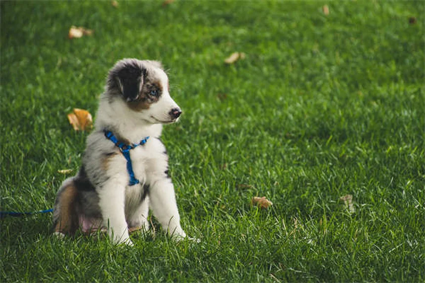 Senior Dog Care: 5 Essential Tips from a Veterinarian