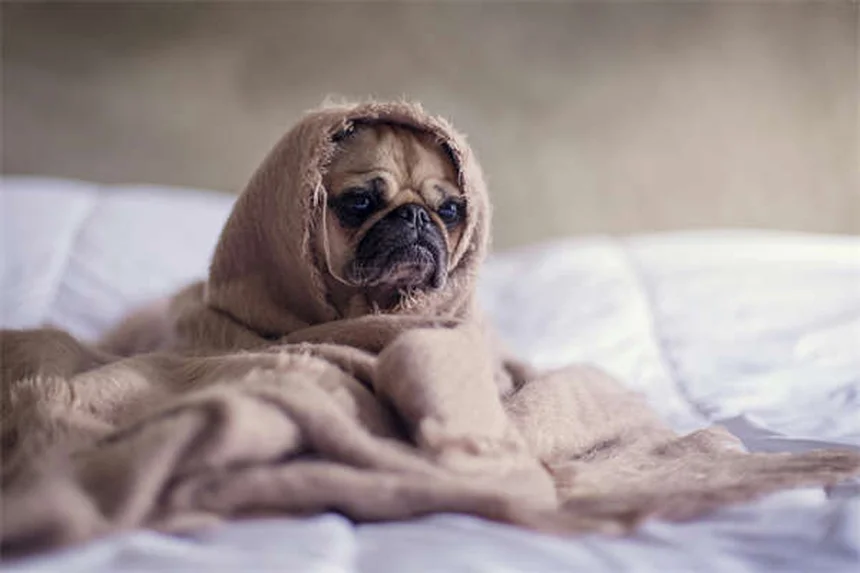 Senior Dog Care: 5 Essential Tips from a Veterinarian