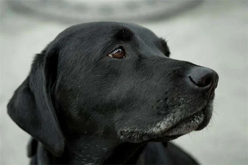 Dog Years to Human Years: The Accurate Way to Calculate Your Pup's Age