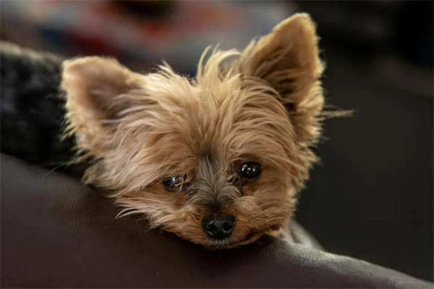Dog Years to Human Years: The Accurate Way to Calculate Your Pup's Age
