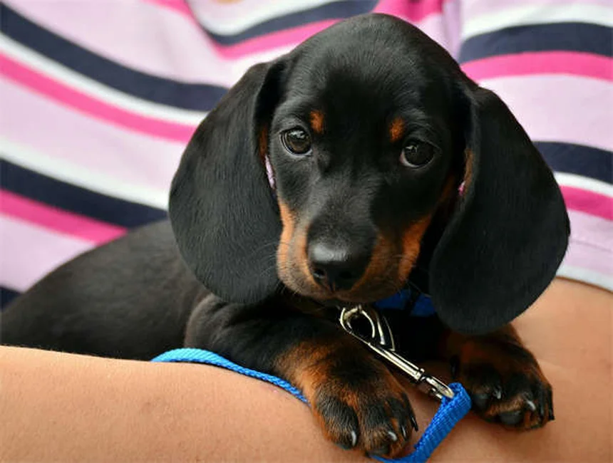 Dog Years to Human Years: The Accurate Way to Calculate Your Pup's Age