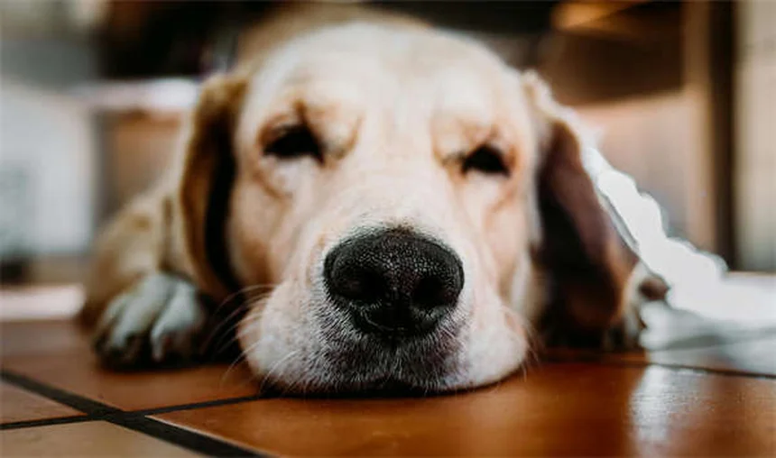 Guinea Pig Pneumonia: 5 Critical Signs of Streptococcus Infection