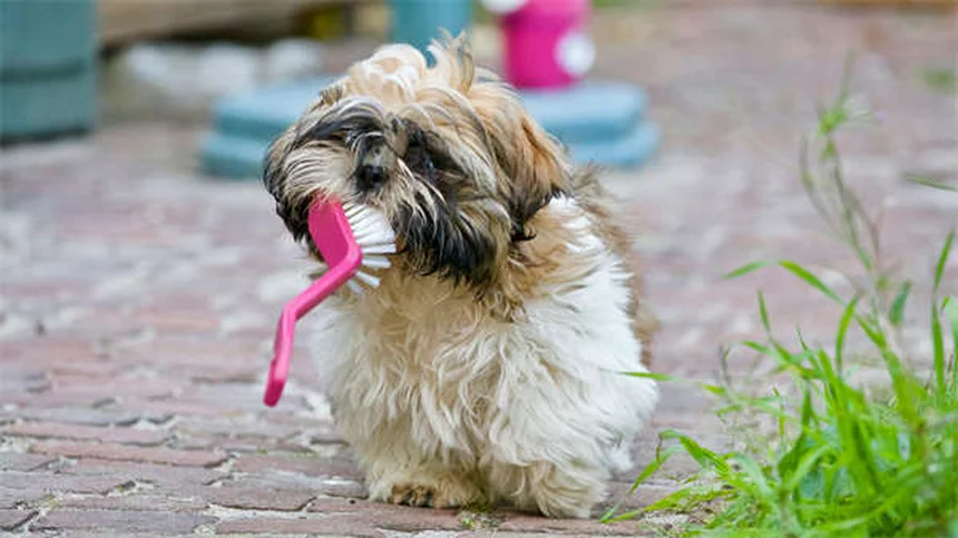Guinea Pig Pneumonia: 5 Critical Signs of Streptococcus Infection