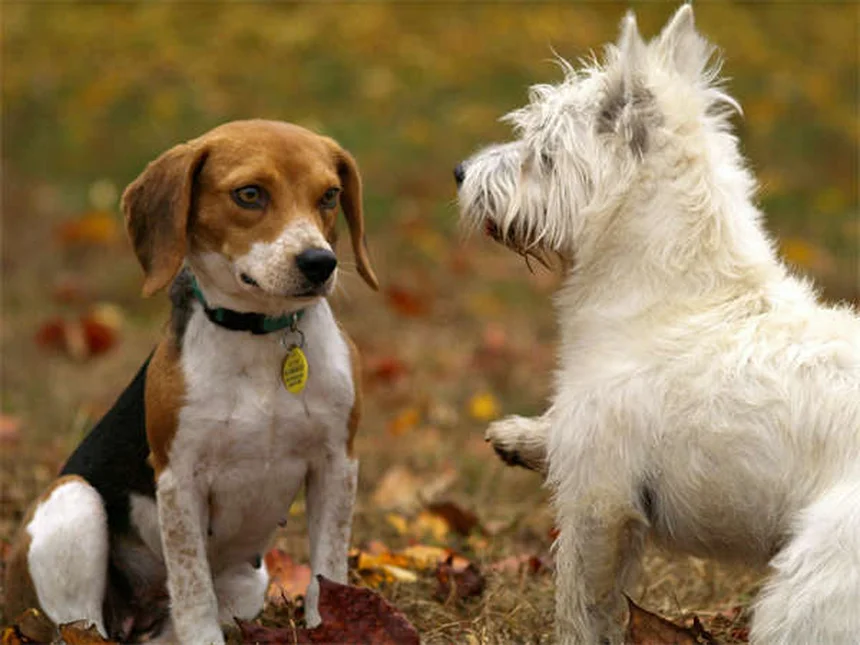 Lyme Disease in Cats: 5 Must-Know Facts About This Tick-Borne Illness