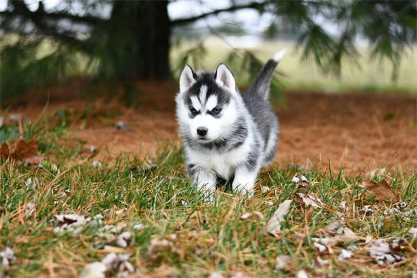 5 Natural Flea Control Methods That Actually Work for Pets
