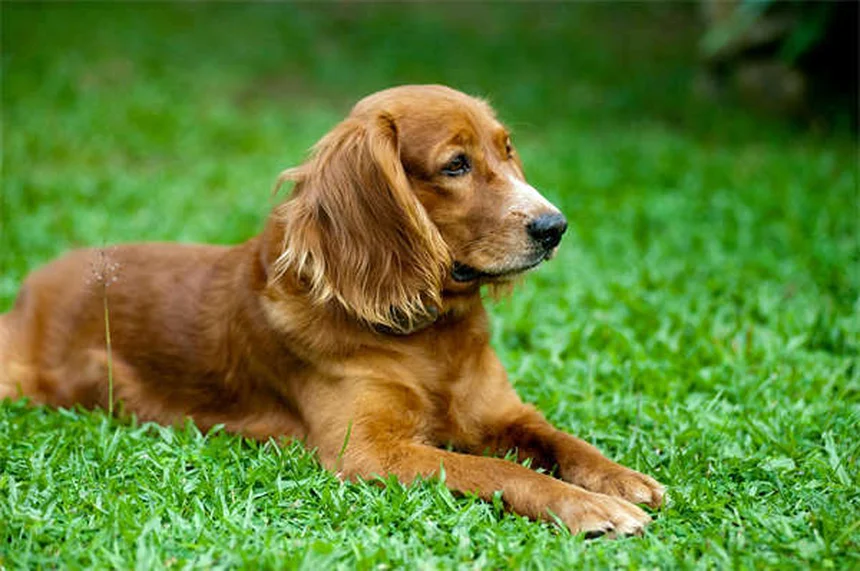 5 Natural Flea Control Methods That Actually Work for Pets