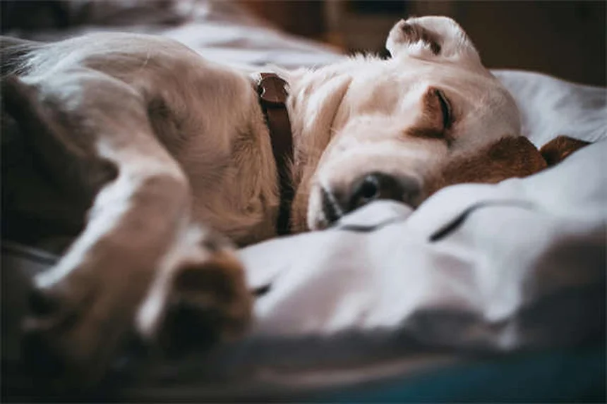 Top 8 Most Popular Pets in America (2023 Stats & Trends)