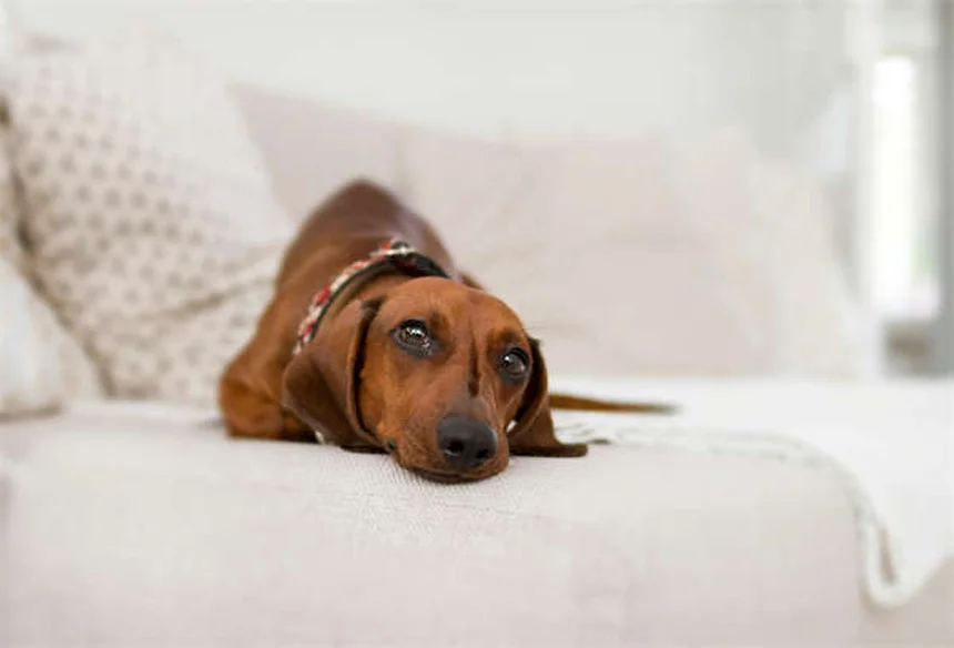 Top 8 Most Popular Pets in America (2023 Stats & Trends)