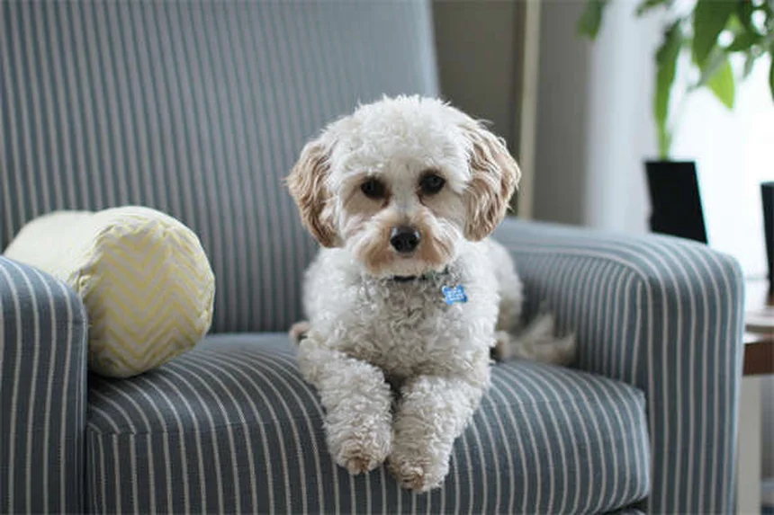 Top 8 Most Popular Pets in America (2023 Stats & Trends)