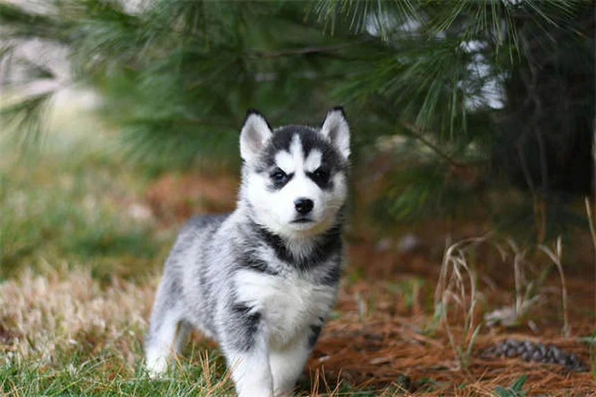 How to Check for Ticks on Dogs: 5 Simple Steps to Protect Your Pet