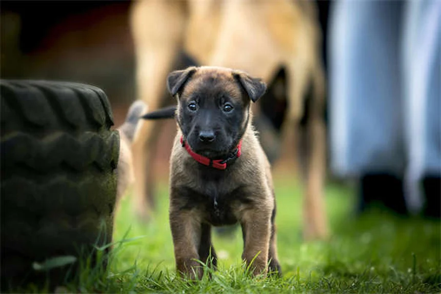 How to Check for Ticks on Dogs: 5 Simple Steps to Protect Your Pet