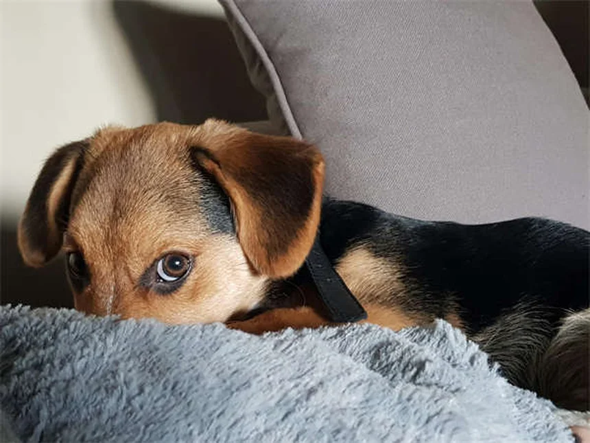 Senior Dog Health Problems: 7 Warning Signs Every Pet Owner Should Know