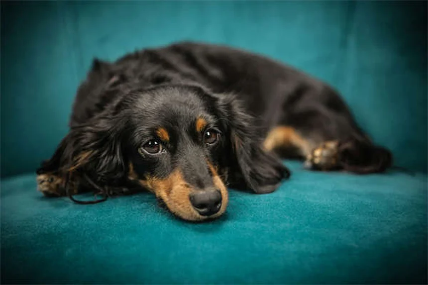 How to Leash Train a Dog: 7 Simple Steps for Stress-Free Walks
