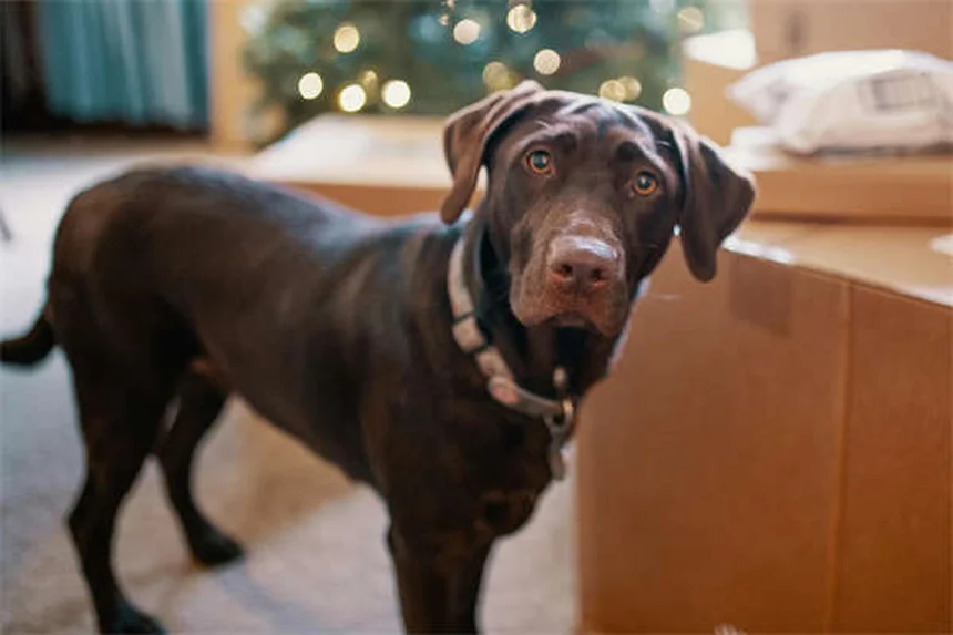 How to Leash Train a Dog: 7 Simple Steps for Stress-Free Walks