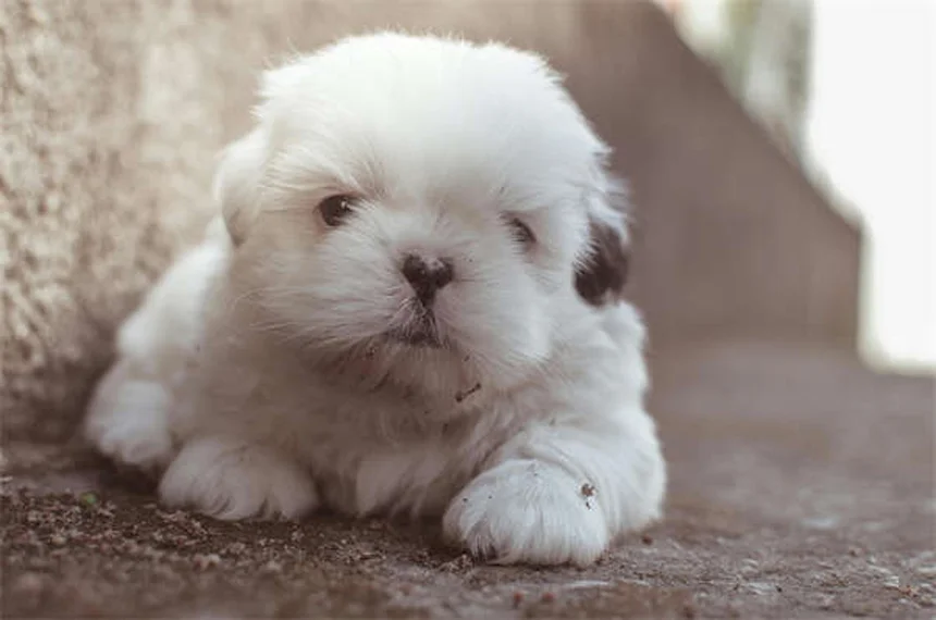 5 Early Signs of Kidney Disease in Dogs Every Pet Owner Should Know