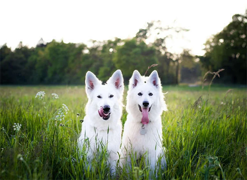 5 Early Signs of Kidney Disease in Dogs Every Pet Owner Should Know