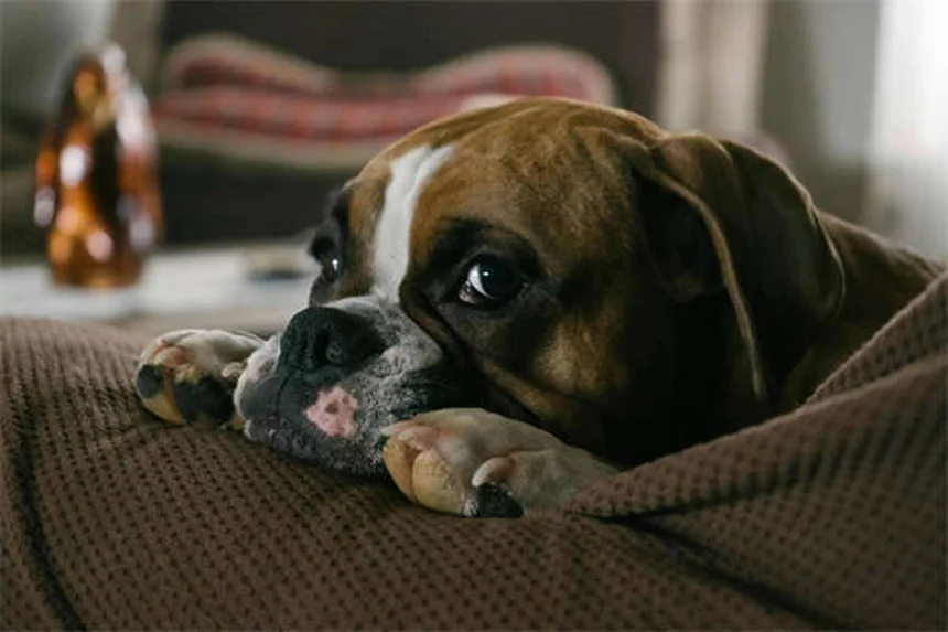 5 Early Signs of Kidney Disease in Dogs Every Pet Owner Should Know
