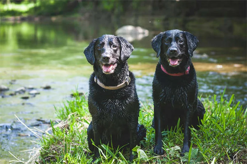 What to Feed a Dog After Vomiting: Vet-Approved Guide