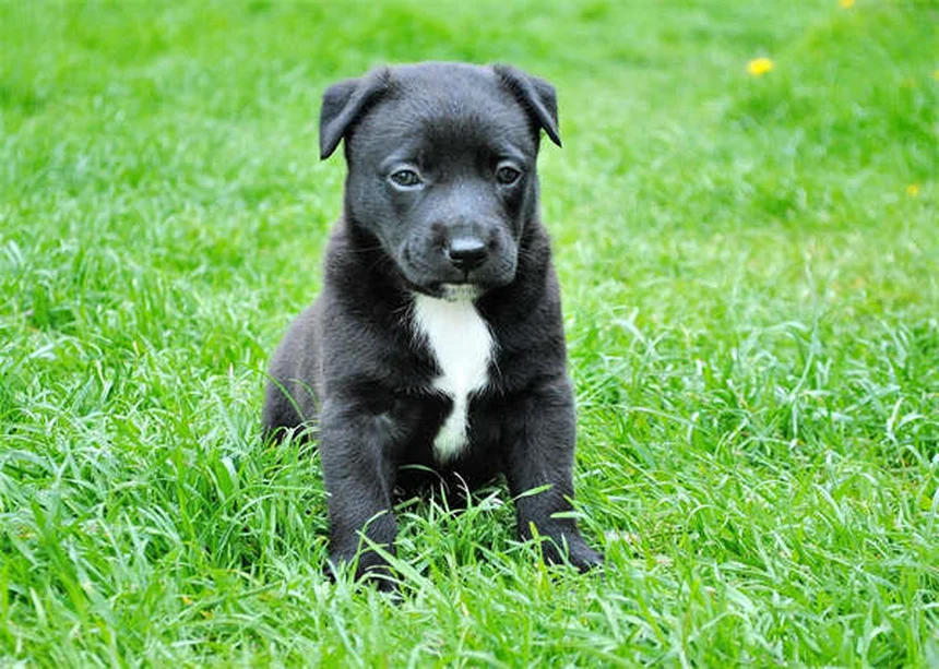 Why Is My Dog Shaking? 10 Common Causes Explained