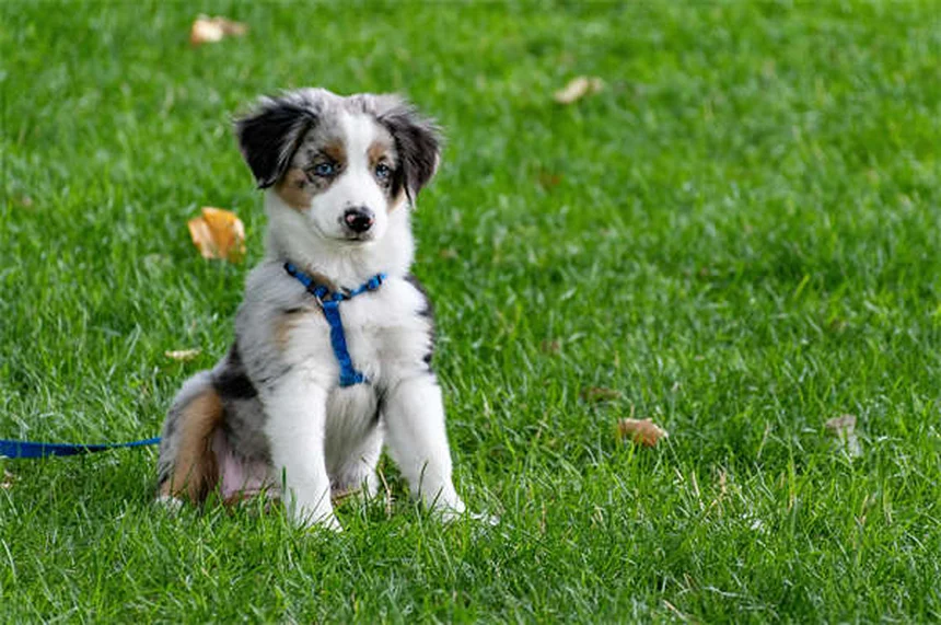 Why Is My Dog Shaking? 10 Common Causes Explained
